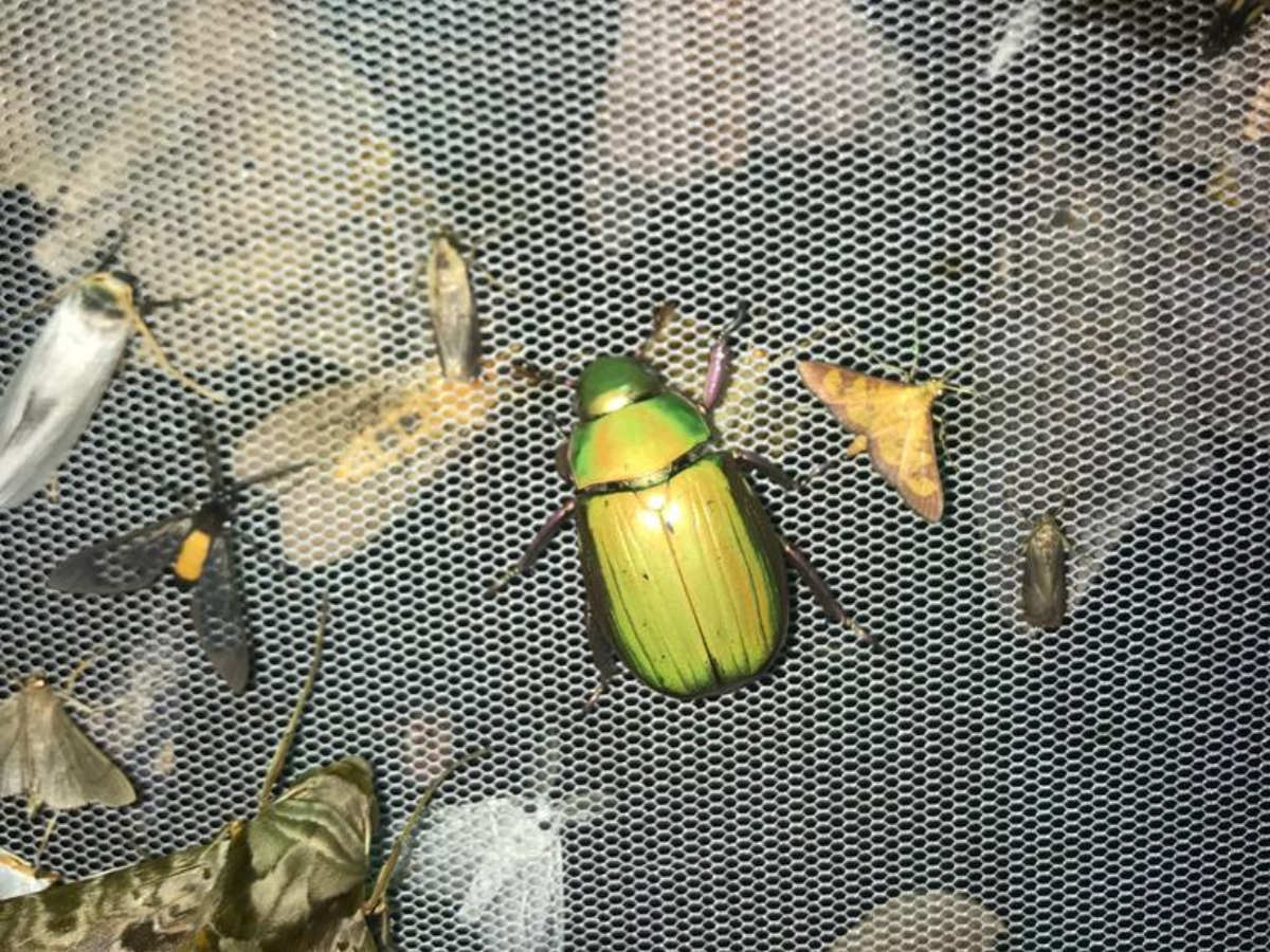 New species of jewel scarab was discovered in the Canandé reserve.